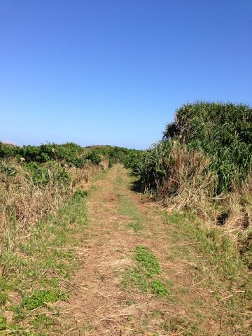 珊瑚礁の海に浮かぶ美しい鳩間島の反対側で見たものは…？