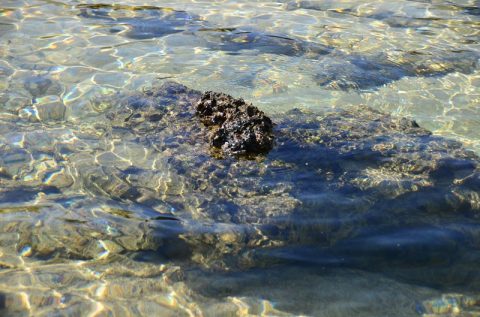 冬の沖縄で泳げるか？宮古島･西表島の海を見に行く