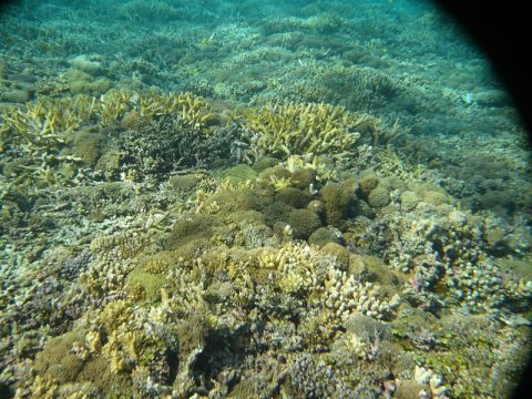 サンゴ礁の島「バラス島」へ！西表島のシュノーケリングツアーに参加