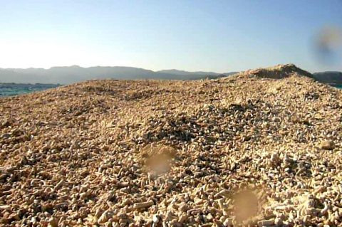 サンゴ礁の島「バラス島」へ！西表島のシュノーケリングツアーに参加