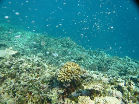 サンゴ礁の島「バラス島」へ！西表島のシュノーケリングツアーに参加