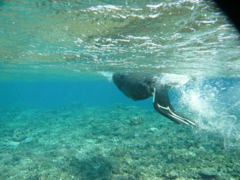 サンゴ礁の島「バラス島」へ！西表島のシュノーケリングツアーに参加