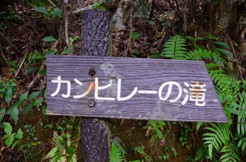 「マリュドゥの滝」「カンビレーの滝」で手軽に味わう秘境はどんなものか？西表島の浦内川観光ツアーに参加