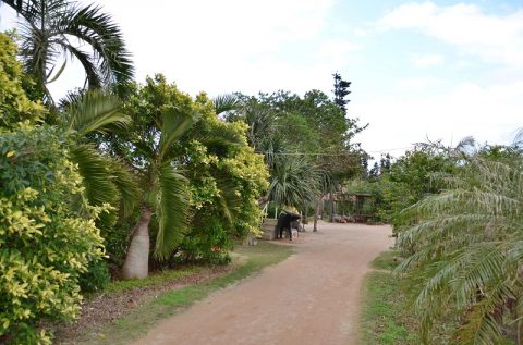 【西表島】水牛車に乗って由布島へ‐植物園で見る黄金のサナギは必見！