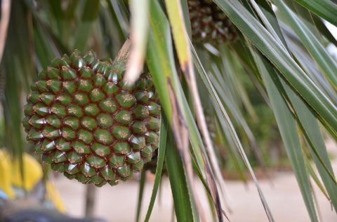 【西表島】水牛車に乗って由布島へ‐植物園で見る黄金のサナギは必見！