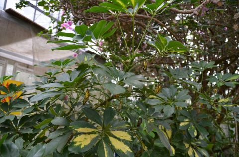 【西表島】水牛車に乗って由布島へ‐植物園で見る黄金のサナギは必見！