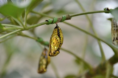 【西表島】水牛車に乗って由布島へ‐植物園で見る黄金のサナギは必見！