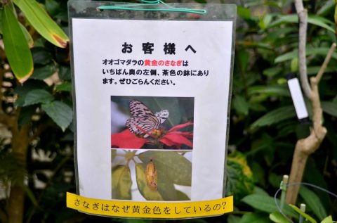 【西表島】水牛車に乗って由布島へ‐植物園で見る黄金のサナギは必見！