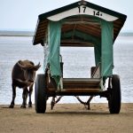 【西表島】水牛車に乗って由布島へ‐植物園で見る黄金のサナギは必見!