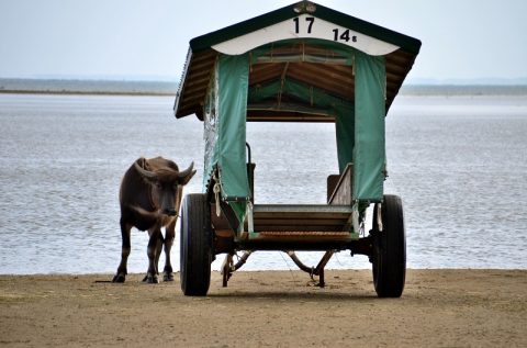 【西表島】水牛車に乗って由布島へ‐植物園で見る黄金のサナギは必見！