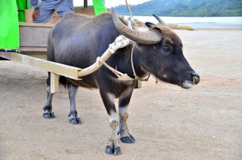 【西表島】水牛車に乗って由布島へ‐植物園で見る黄金のサナギは必見！