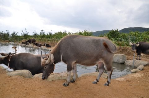 【西表島】水牛車に乗って由布島へ‐植物園で見る黄金のサナギは必見！