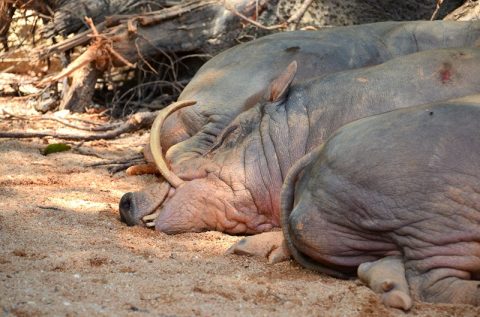 シンガポール動物園とナイトサファリの違いは？