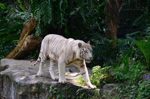 シンガポール動物園とナイトサファリの違いは？