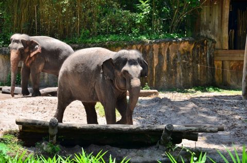 シンガポール動物園とナイトサファリの違いは？