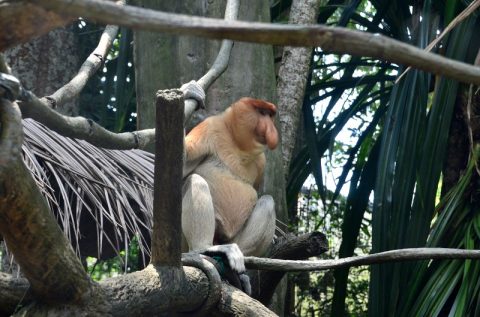 シンガポール動物園とナイトサファリの違いは？