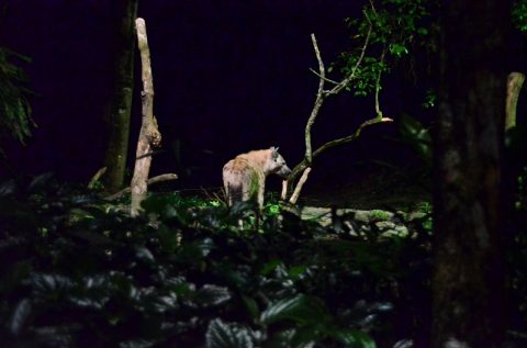 シンガポール動物園とナイトサファリの違いは？