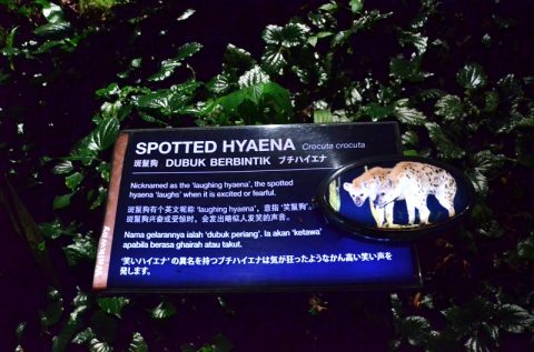 シンガポール動物園とナイトサファリの違いは？