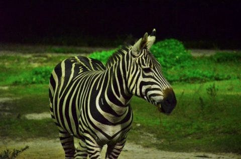 シンガポール動物園とナイトサファリの違いは？