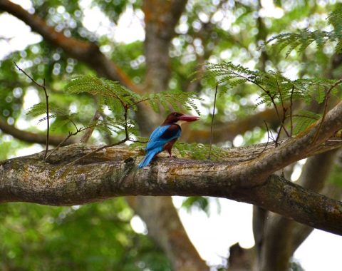 シンガポールの「サザンリッジ」で見つけた面白い鳥たち！