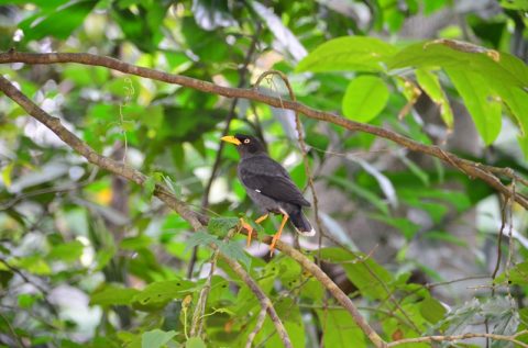 シンガポールの「サザンリッジ」で見つけた面白い鳥たち！