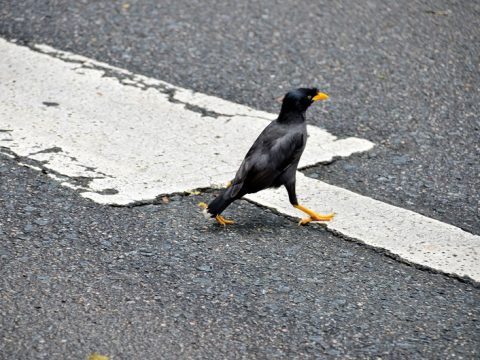 シンガポールの「サザンリッジ」で見つけた面白い鳥たち！