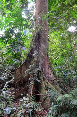 シンガポールの「サザンリッジ」で見つけた面白い鳥たち！