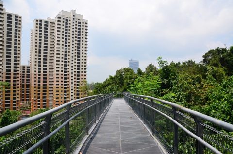 シンガポールの「サザンリッジ」で見つけた面白い鳥たち！