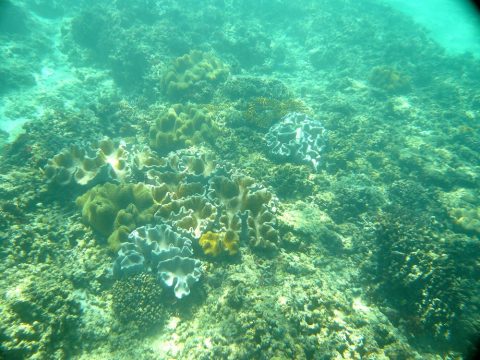 来間島の長間浜のサンゴ礁