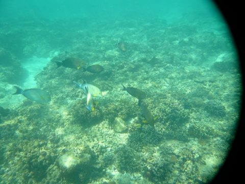 来間島の長間浜の魚