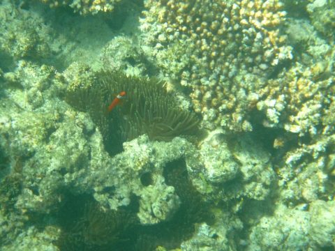 来間島の長間浜のクマノミ