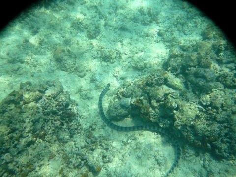 来間島の長間浜のウミヘビ