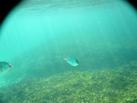 池間島フナクス（池間ブロック）の魚の量