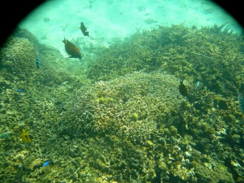 池間島フナクス（池間ブロック）満潮の様子