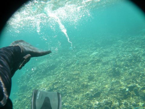 池間ロープにサンゴ礁がいっぱい