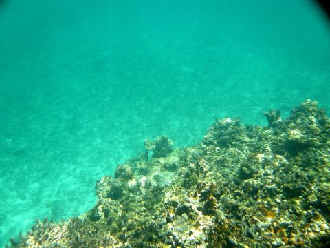 池間ロープの水の透明度