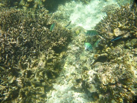 池間ロープのビーチには魚がうようよ沢山