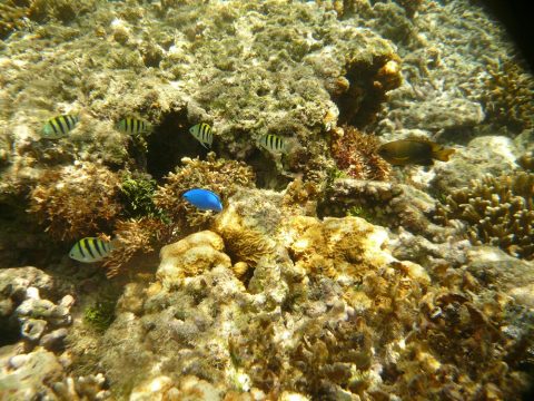 吉野海岸の魚の数