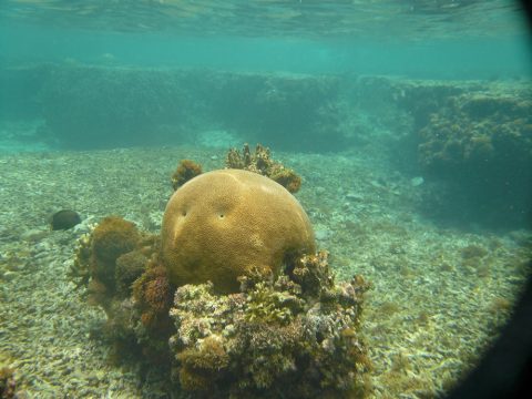 吉野海岸サンゴ礁の顔の形