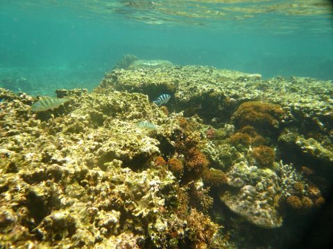 吉野海岸で見られる魚