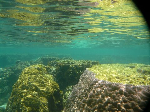 吉野海岸のサンゴ礁