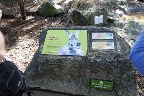 taronga-zooのカンガルー