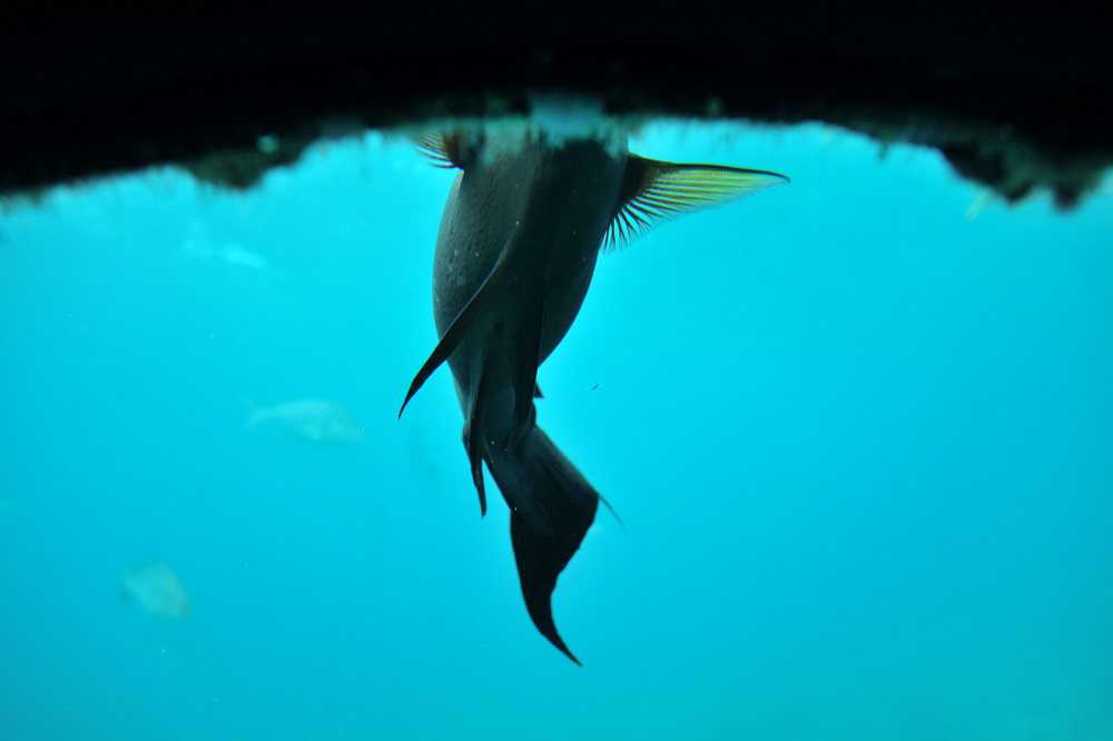 ブセナ海中公園 海中展望塔 魚の見え方をレポート 沖縄本島