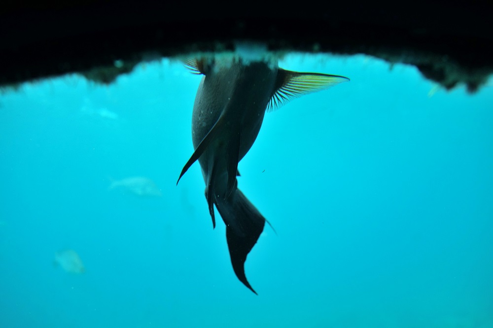 ブセナ海中公園 海中展望塔 魚の見え方をレポート 沖縄本島