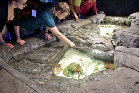 Underwater Zooのヒトデの水槽