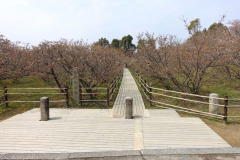 仁和寺／御室桜