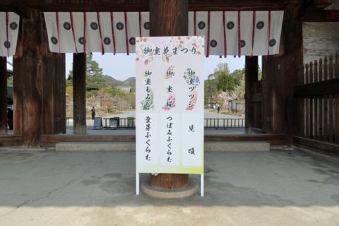 仁和寺／桜の開花状況