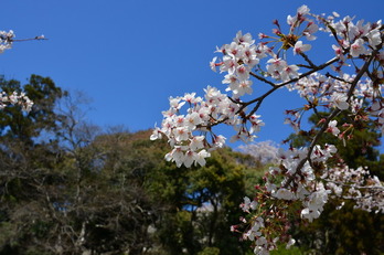 彦根城　桜 (5)