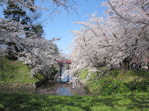 弘前城の桜 (16)