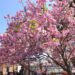 大阪造幣局【桜の通り抜け】今年の開花状況をレポート！